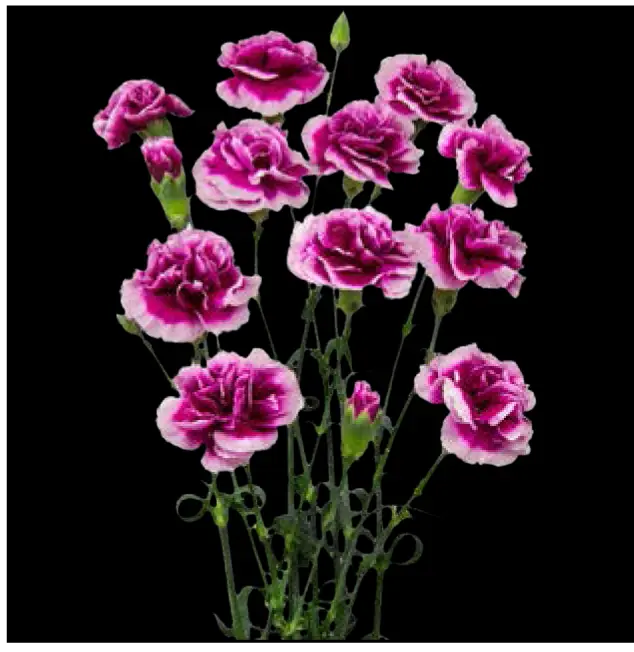 Carnation Spray-Purple (60) 