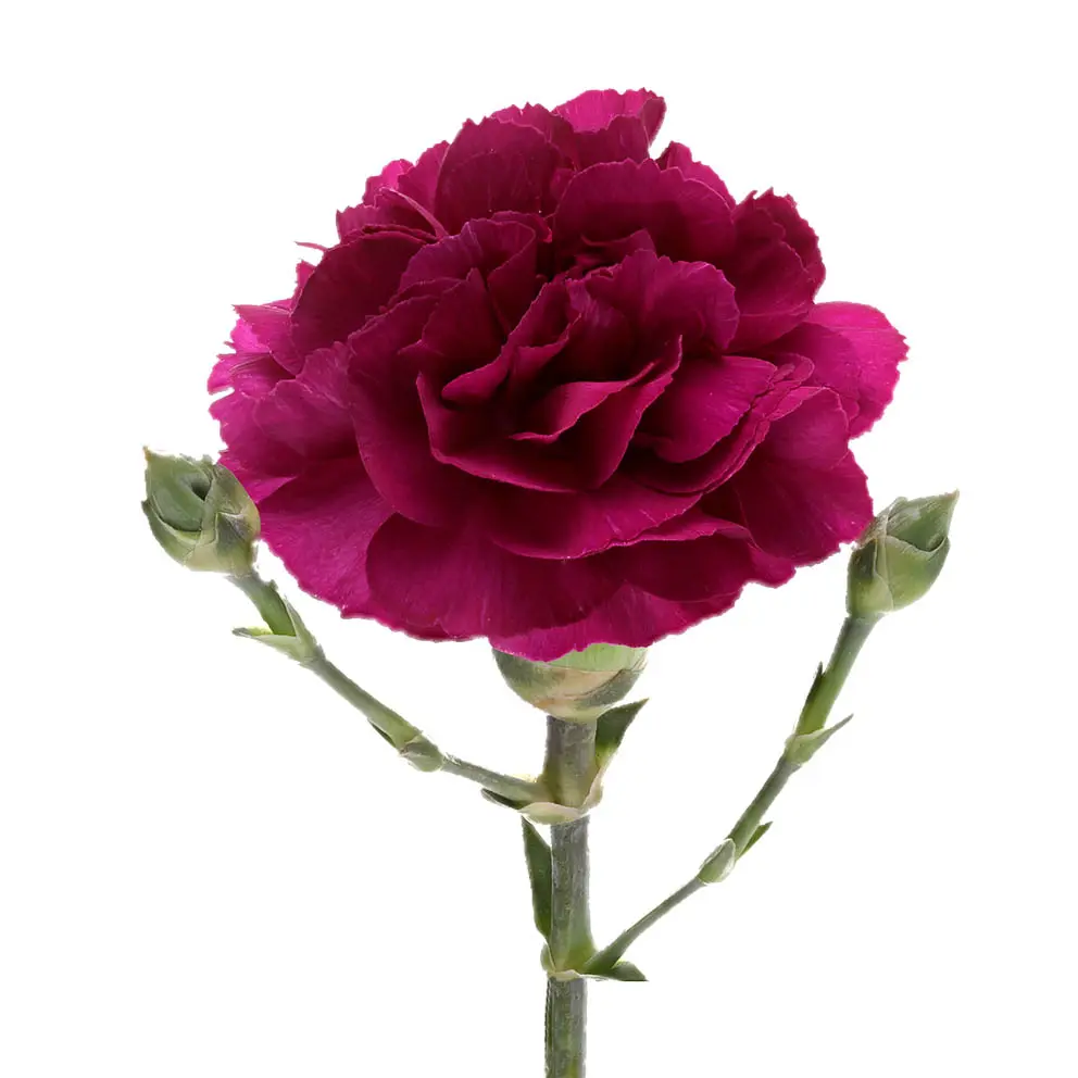 Carnation Spray-Purple (50) 