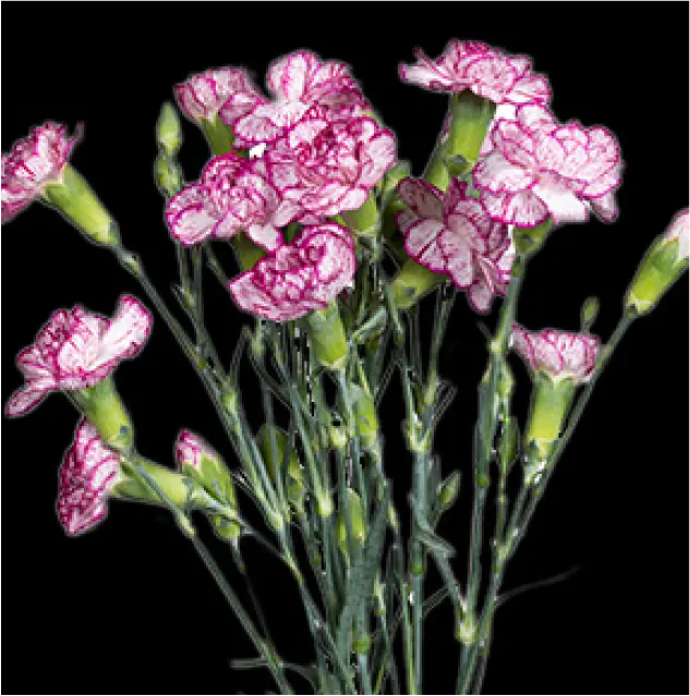 Carnation Spray-Purple (50) 