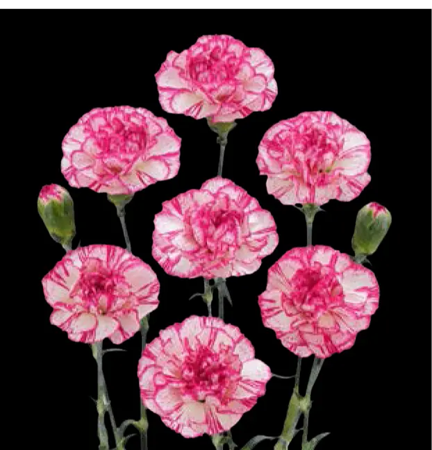Carnation Spray-Time (60) 