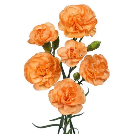 Carnation Spray-Orange (50) 