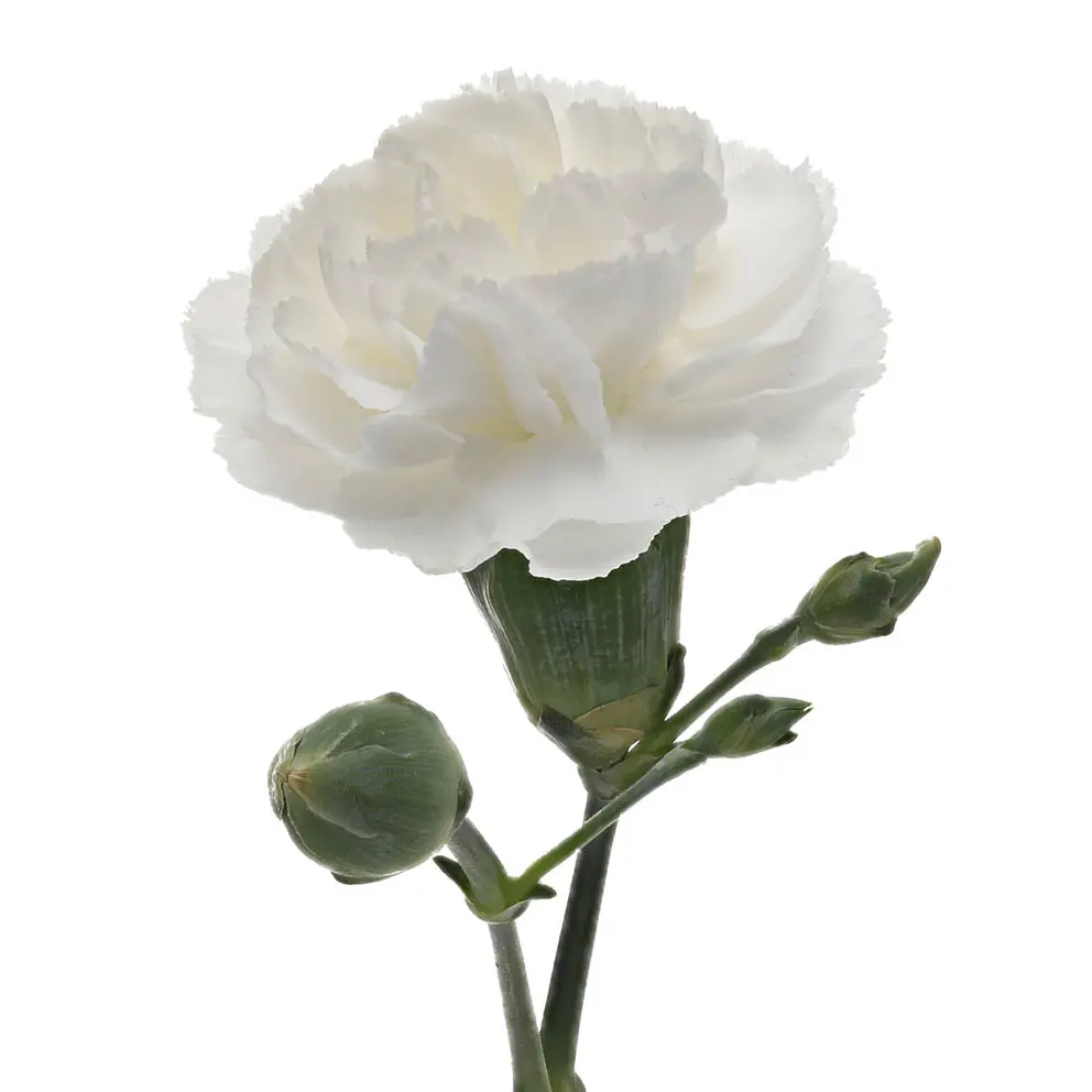 Carnation Spray-White (60)