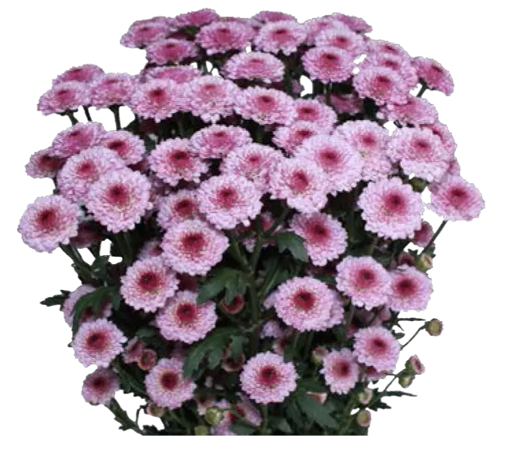Calimero -Pink (60) 