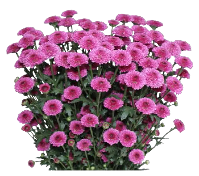 Calimero -Purple (60) 