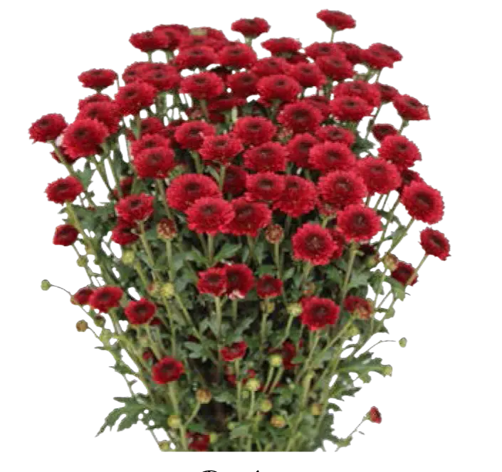 Calimero -Red (60)
