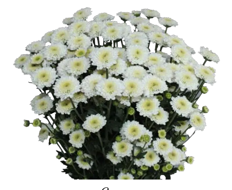 Calimero -Snow White (60)