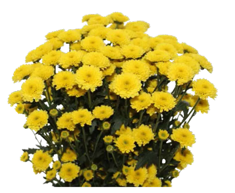 Calimero Sunny yellow (60)  