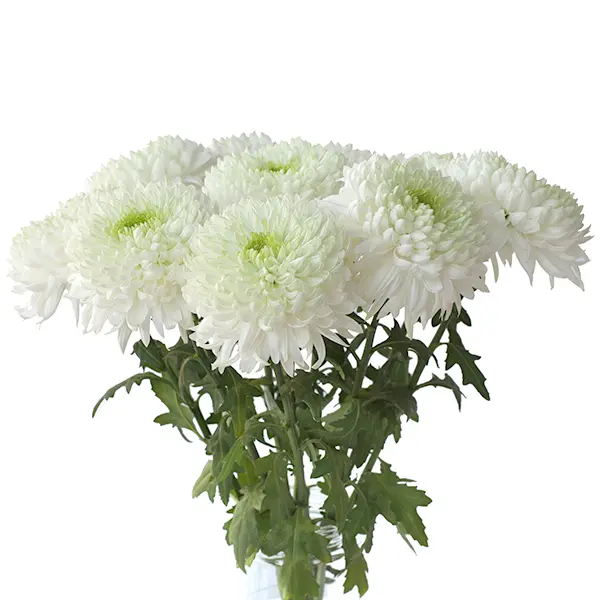 Chr Deco-White-Magnum- (60) 