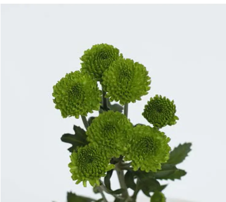 Chr Spray-Country (60)