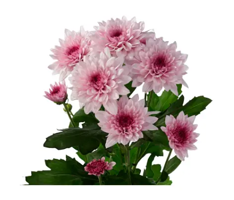 Chr Spray-Dante Pink (70) 