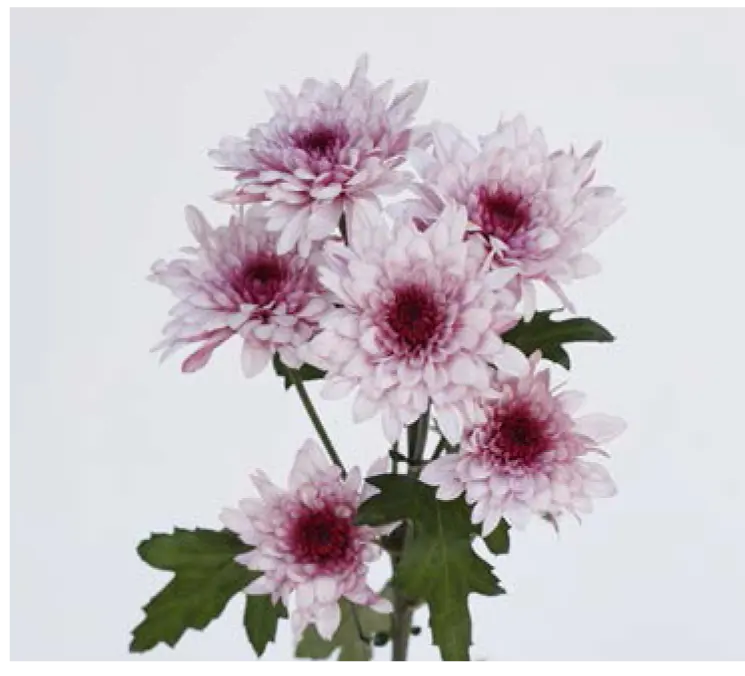 Chr Spray-Dante Pink (70) 