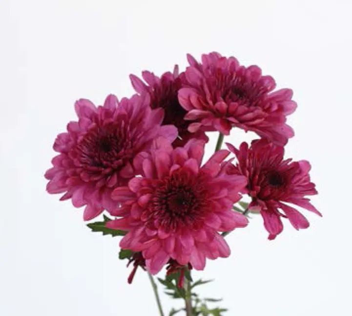 Chr Spray-Malibu Purple (60)