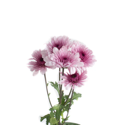 Chr Spray-Malibu Pink (60)