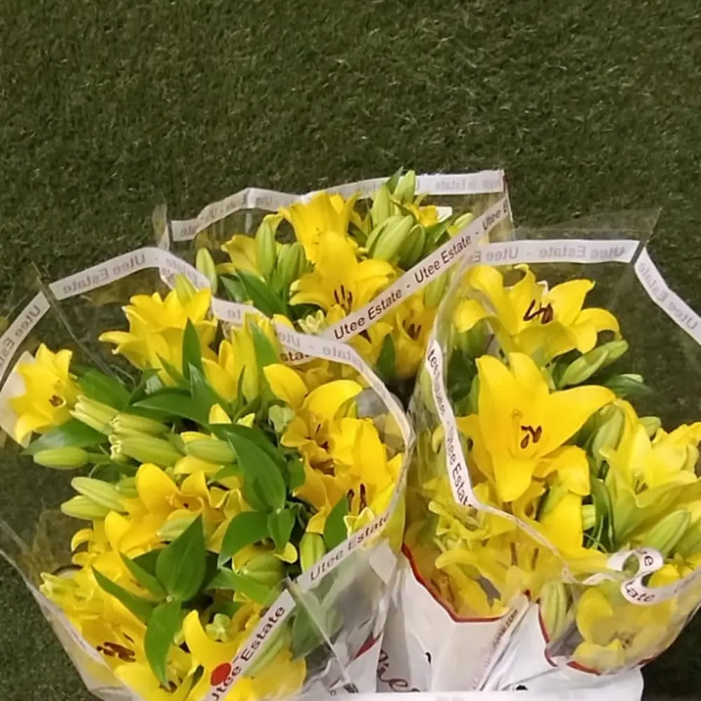 Lilly Asiatic-Yellow (80)