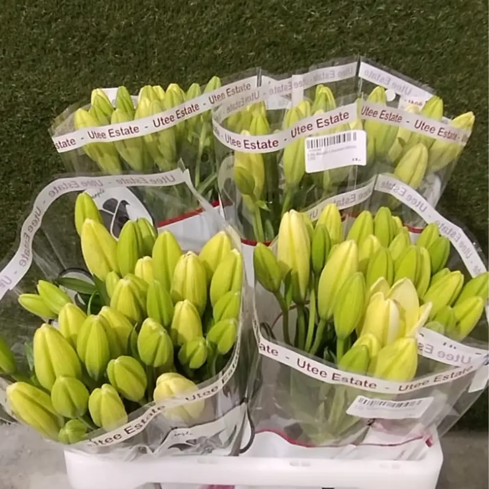 Lilly Asiatic-Litouwen White (70)