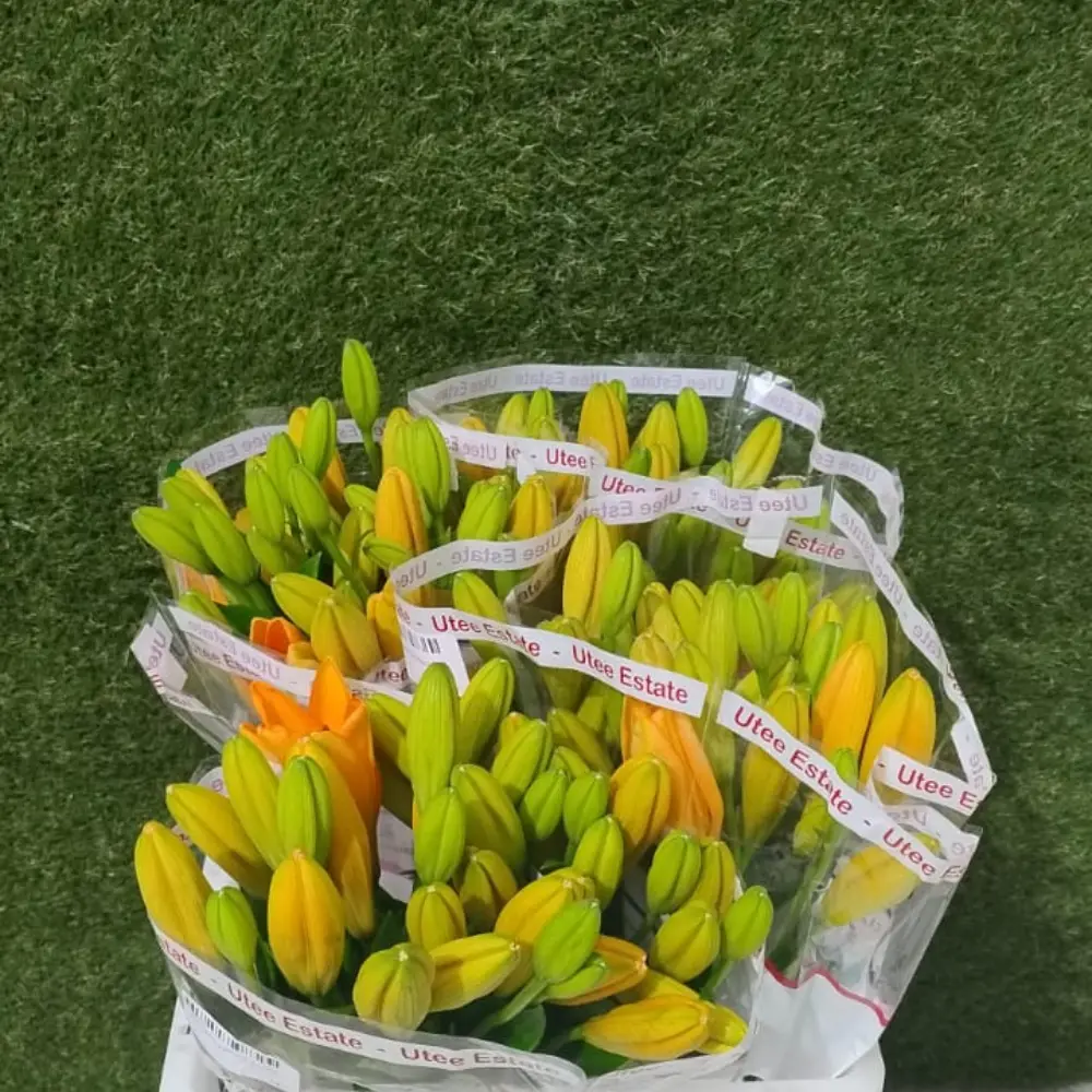 Lilly Asiatic-Sunderland Orange (70)