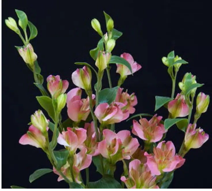 Florinca- Charmelia pink (60)