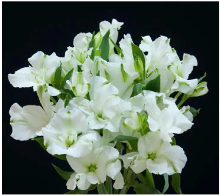 Florinca-Charmelia-White (60)