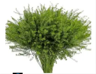 Lepidium (50)