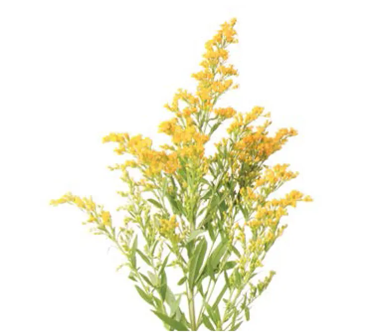 Solidaster Golden Glory (60) - 10 Stems
