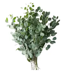 Eucalyptus-Cinerea (50)