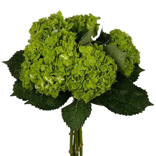 Hydrangea-Green (50)