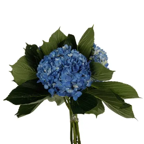 Hydrangea-Blue (50)