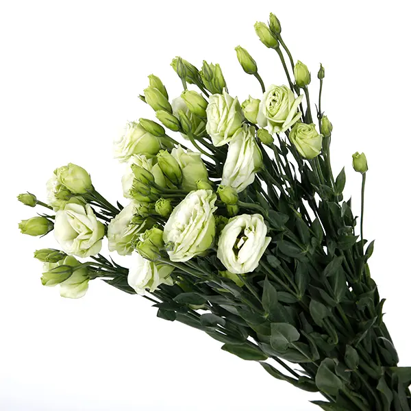 Lisianthus- Pure white (60)