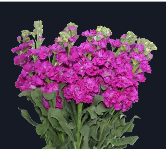 Matthiola-Iron Rose (50)