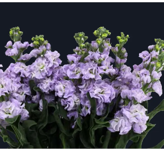 Matthiola-Apricot (50)