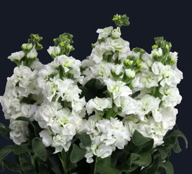 Matthiola-Iron White (50)