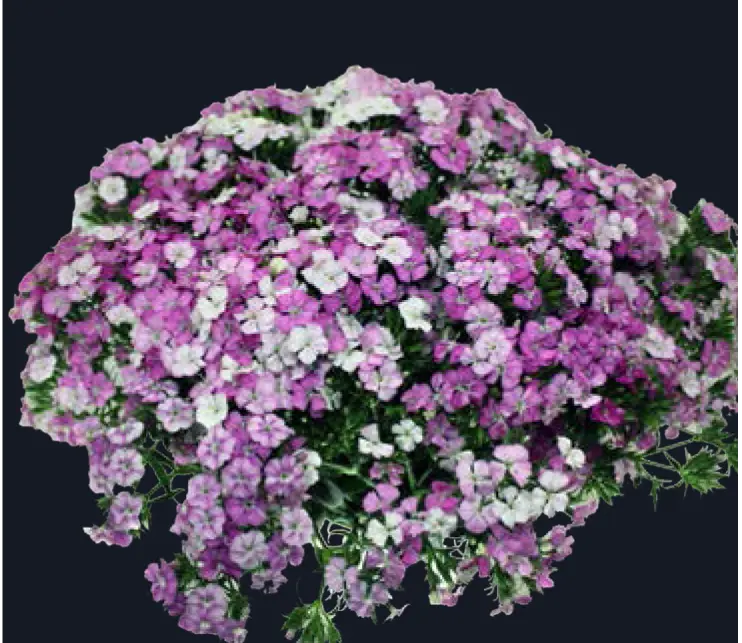 Dianthus-Rose Magic (50)