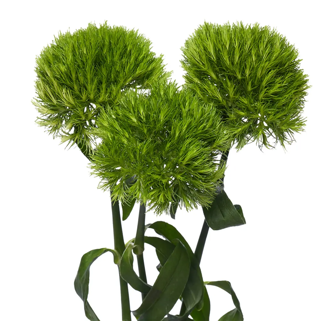 Dianthus-Kiwi Mellow (50)