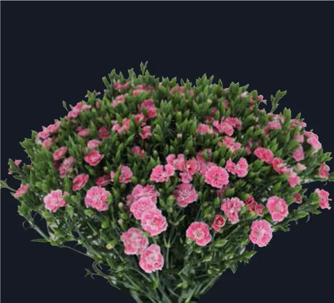 Raffine-Petit Aimee (50)