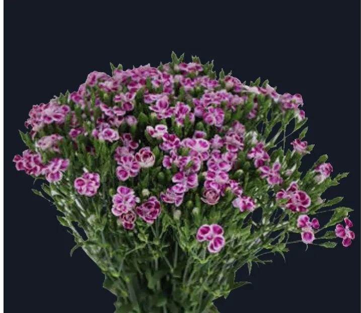 Raffine-Petit Uzu (50)