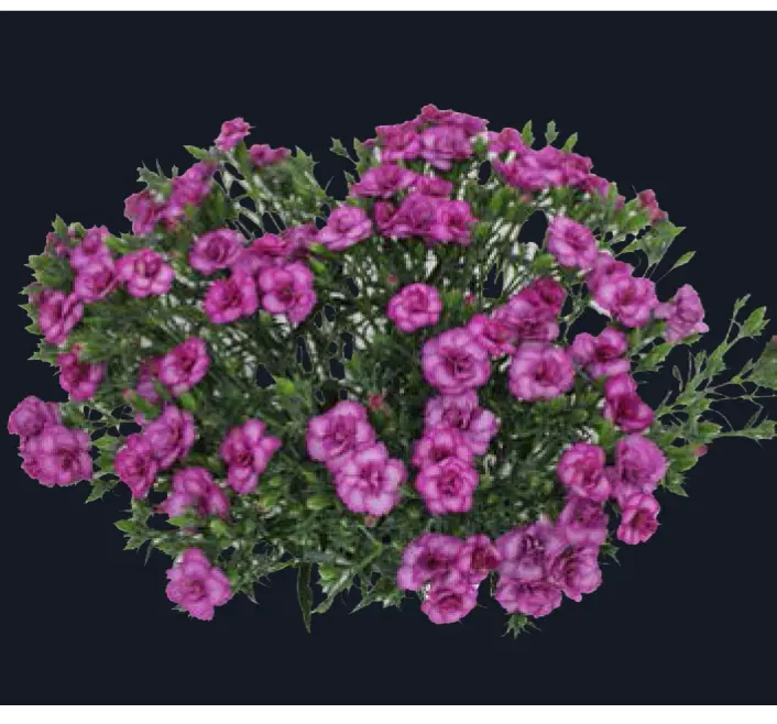 Raffine-Luce (50)