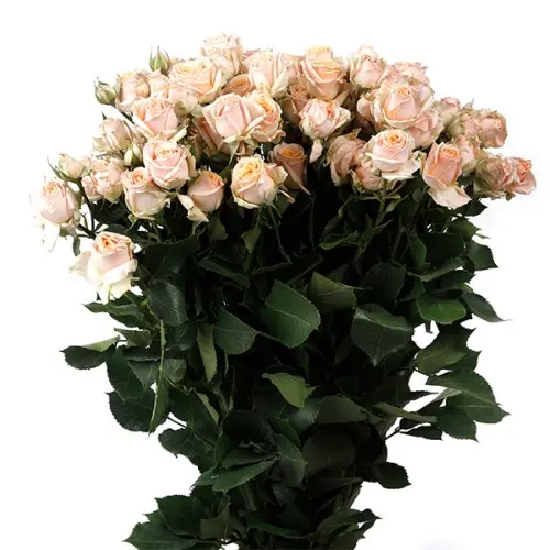 Spray Rose-Trinity(60)