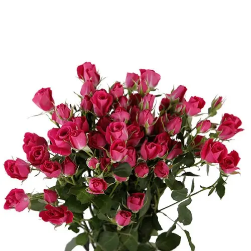 Spray Rose-Alicia (60)