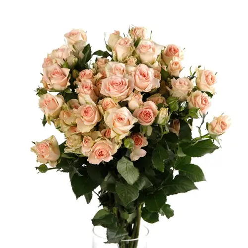 Spray Rose-Sweetsara(60)