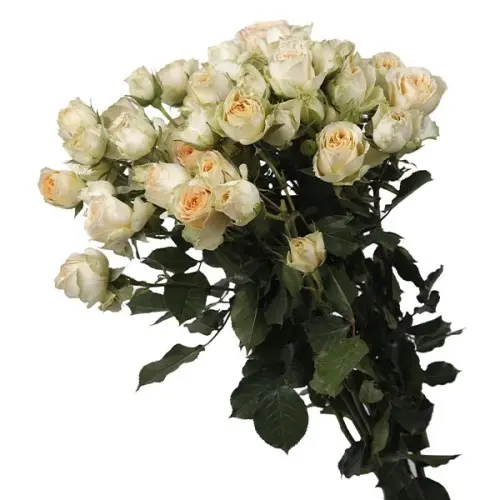 Spray Rose-Bandarelo(60)