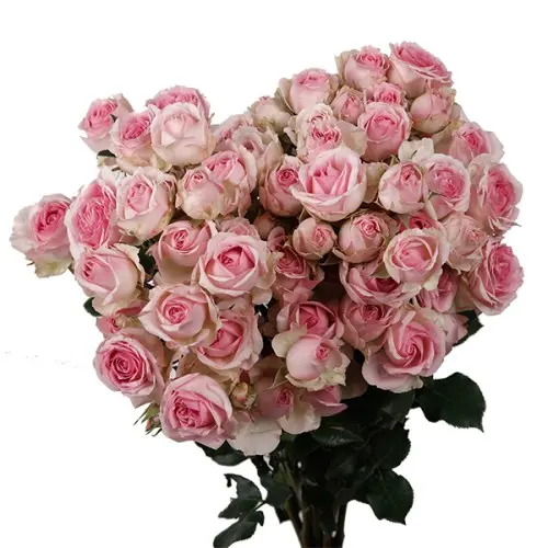 Spray Rose-Dinara (60)