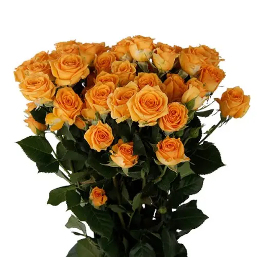 Spray Rose-Pauline(60)
