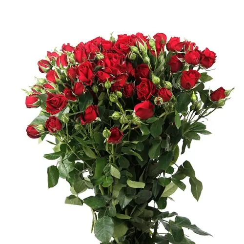 Spray Rose-Pushkin(60)