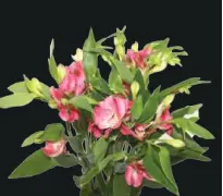 Florinca- Neo (60) 