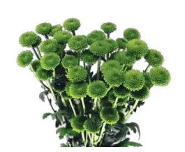 Chr Spray-whatsapp (70) 