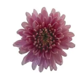 Chr Deco-Rossano Pink- (60)