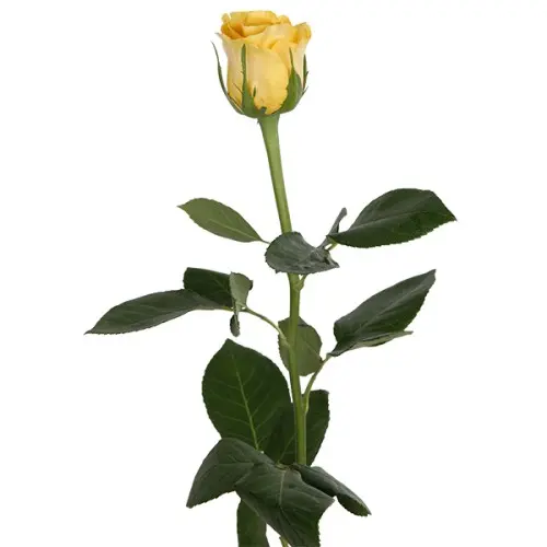 Rose -Brighton (50) 