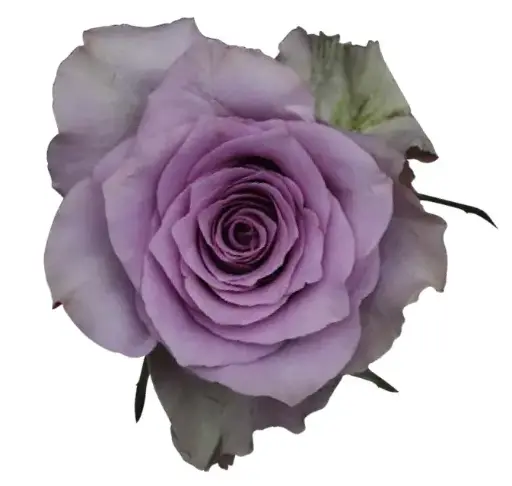 Rose -Nightingale (50)