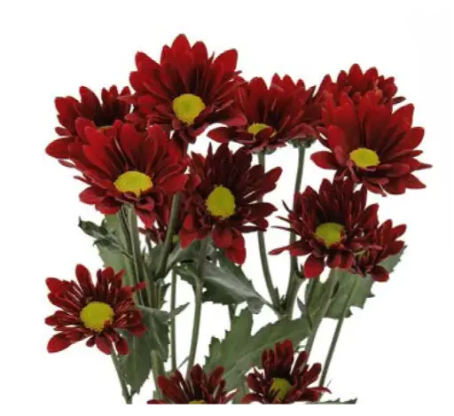 Chr Spray- Chilli Pepper (60)