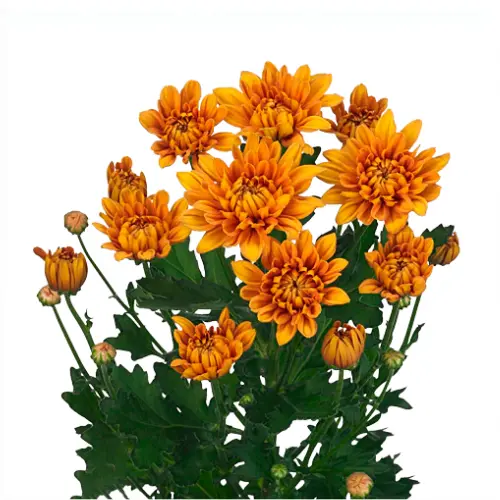 Chr Spray- Appetit (60)